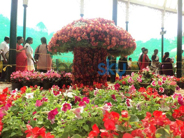 காளான் வடிவில் மலர்கள்