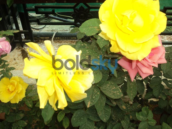 மஞ்சள் நிற ரோஜா