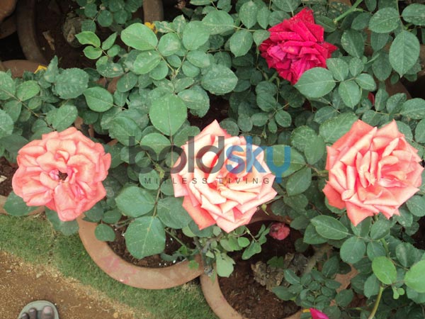 ஆரஞ்சு நிற ரோஜா