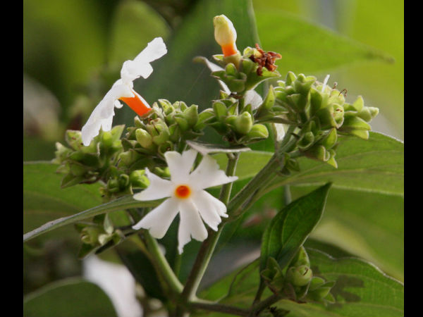 பவளமல்லிப் பூ