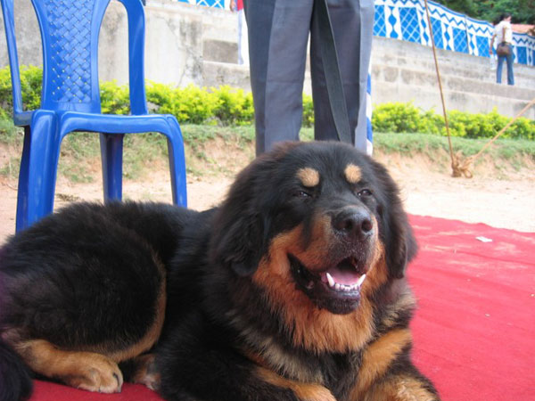 ஈறுகள்