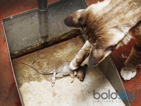 How To Trap A Cat And Get Rid Of It How To Trap A Cat And Get Rid Of It
