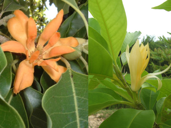 பூவிற்குள் ஒளிந்து கொண்ட இந்திரன்