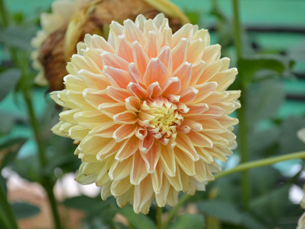 ஆரஞ்சு நிற டாக்லியா