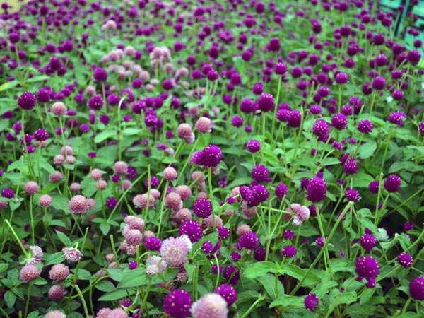 பிங்க் மற்றும் ஊதா நிற பூக்கள்