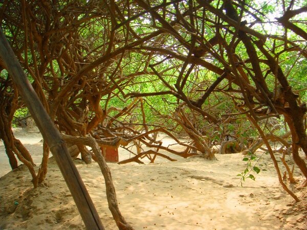 நிதிவன்: மர்மங்கள் நிறைந்த வனம்