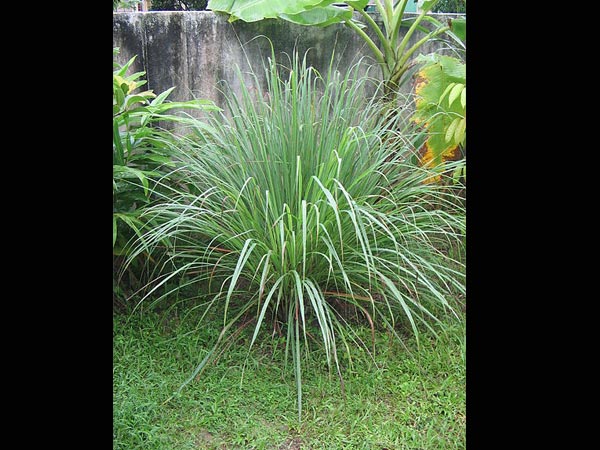சிட்ரோனெல்லா புல்