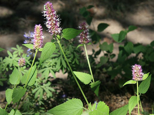 ஹார்ஸ்மின்ட் (Horsemint)