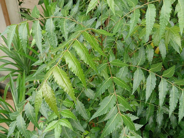 வேப்பிலை மரம்
