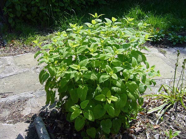 லெமன் பாம் (Lemon balm)