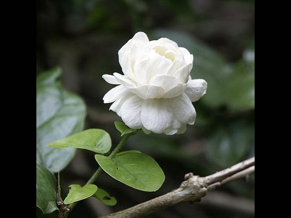 மல்லிகை (Jasmine)