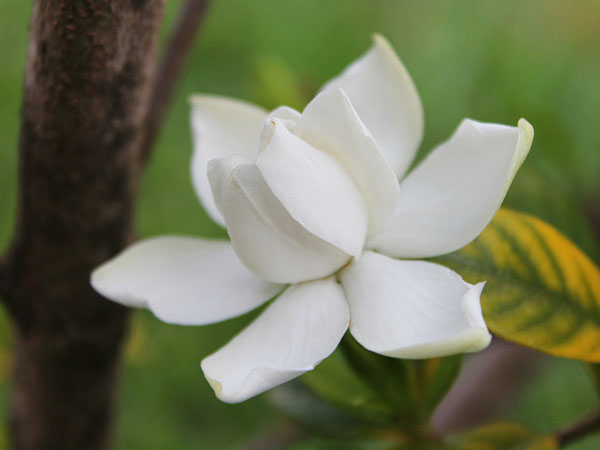 கார்டனியா (Gardenia)