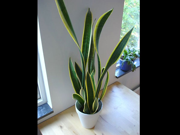 பாம்பு தாவரம் (Snake plant)