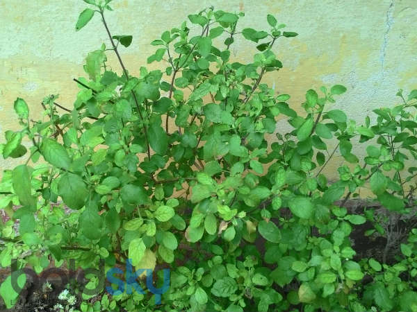 வடகிழக்கில் வைக்க வேண்டிய செடி