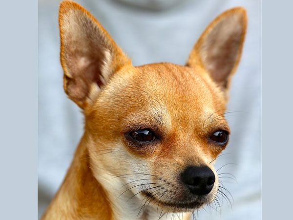 சிஹுவாஹுவா (Chihuahua)