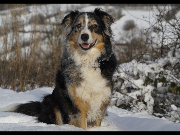 ஆஸ்திரேலியன் ஷெபர்ட் (Australian Shepherd)