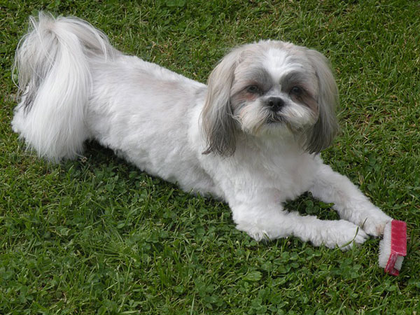 ஷி சூ (Shih Tzu)