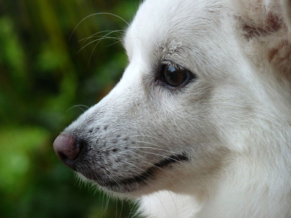 பொமரேனியன் (Pomeranian)
