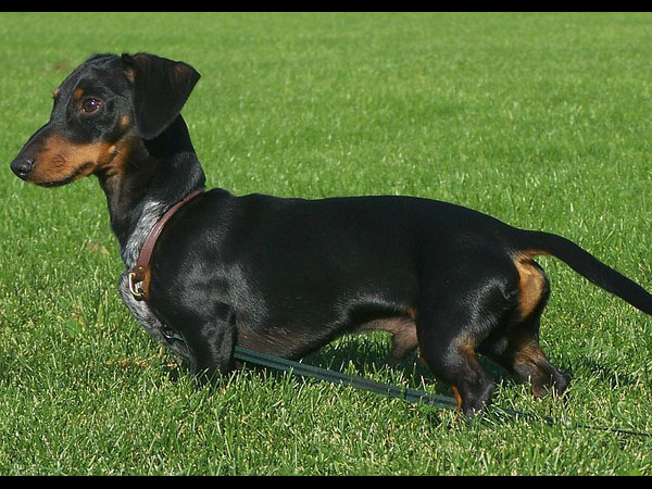 டாஷந்த் (Dachshund)
