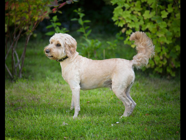 கோக்கபூ (Cockapoo)
