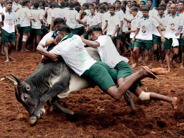 ஜல்லிக்கட்டு இடங்கள்