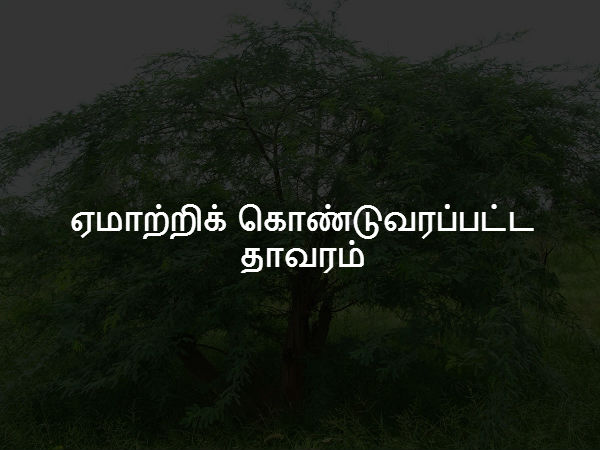 ஏமாற்றிக் கொண்டுவரப்பட்ட தாவரம்