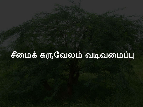 சீமைக் கருவேலம் வடிவமைப்பு