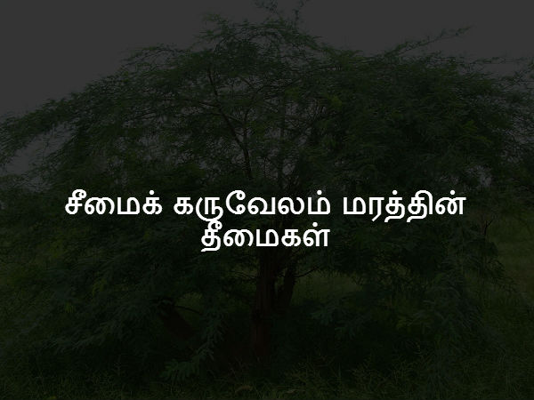சீமைக் கருவேலம் மரத்தின் தீமைகள்