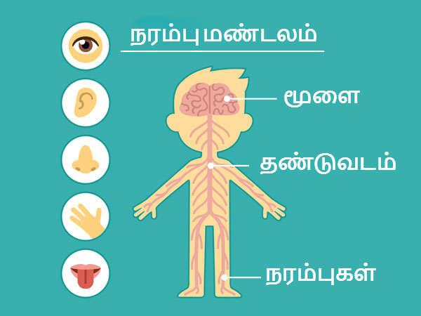 Narambu In English நரம்பு மண்டலத்தின் வலிமையை அதிகரிக்கும் 11 உணவுகள்! | Foods That Are ...