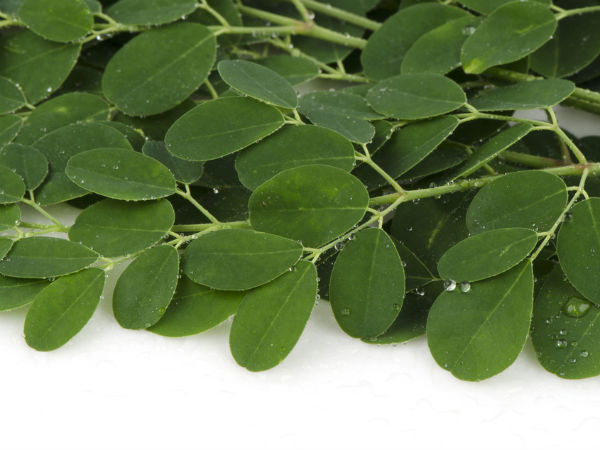 முருங்கைக் கீரை :