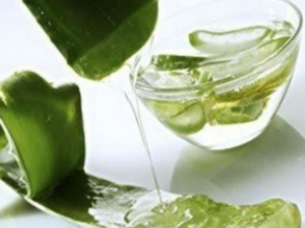 சோற்றுக் கற்றாழை