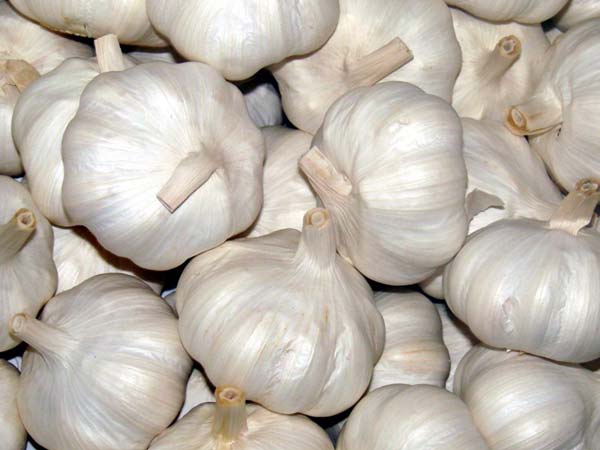 2. பூண்டு