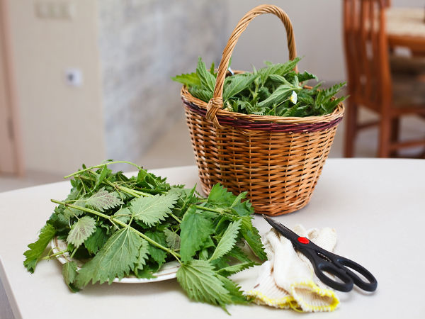 8. பெருங்காஞ்சொறி (ஸ்டிஞ்சிங் நெட்டில்)