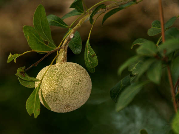 விளாம்பழம் :