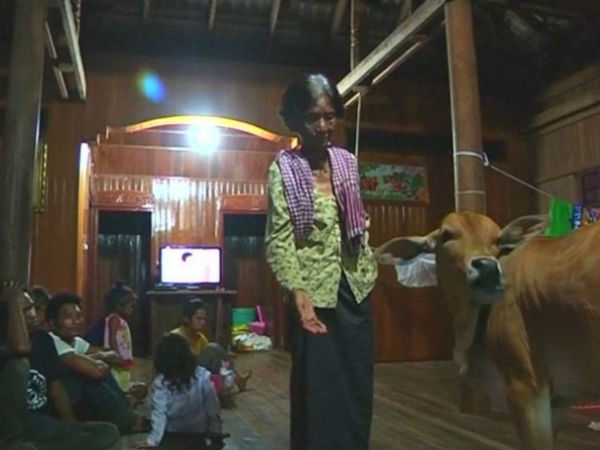 கணவரும் கன்றும் :