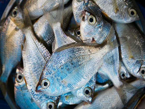 Yummy Tasty Green Fish curry recipe