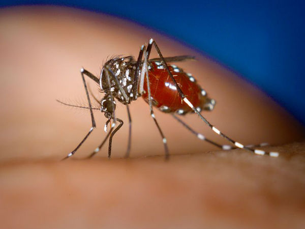 Over 1,000 People Tested Positive For Malaria In Mewat; 5 Basic Tips To Prevent Malaria