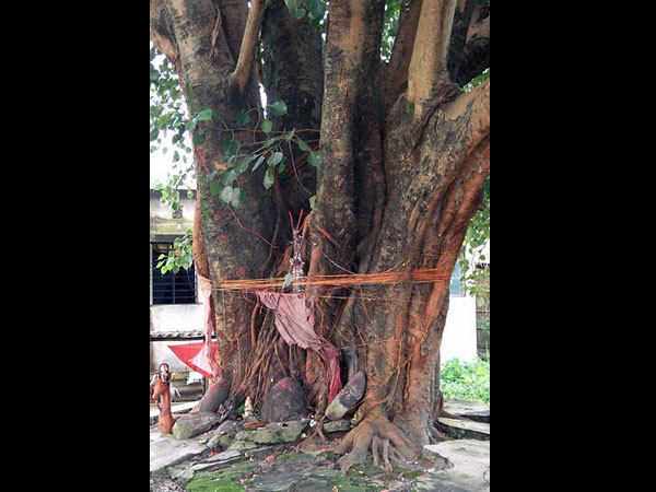 குழந்தை பிறக்கவில்லையா? அரச மரம் சுற்றி வா! 