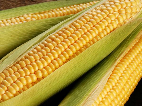 சோளம்: