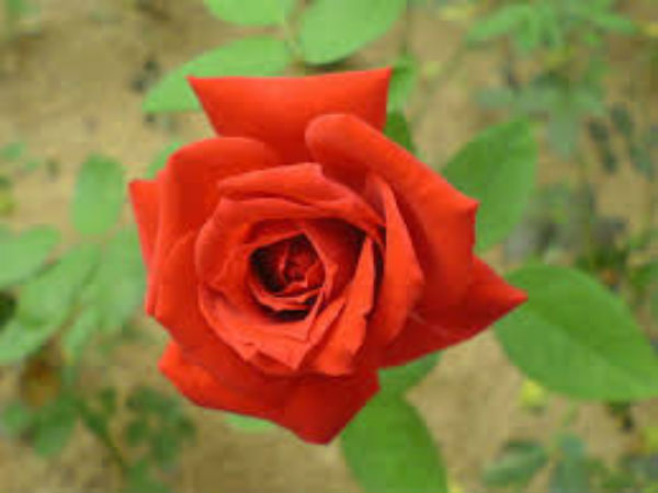 செரிமாணம் :
