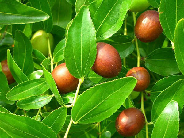2. பித்தம் குறைய