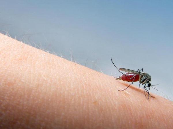 Reasons why we must take guava if we suffer from Dengue Reasons why we must take guava if we suffer from Dengue
