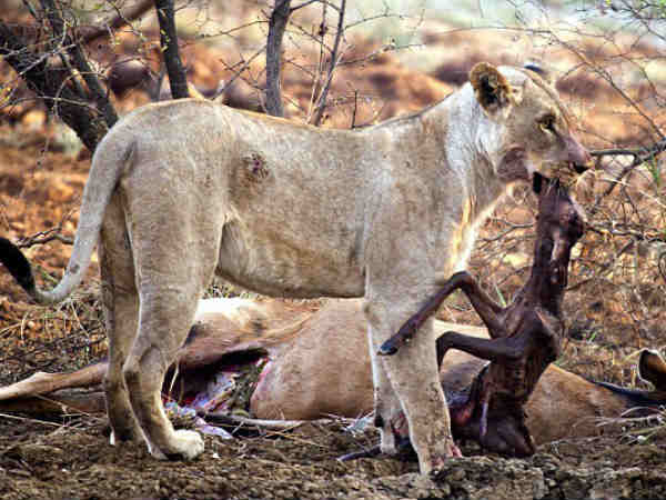 பிரசவம் பார்த்த சிங்கம் :