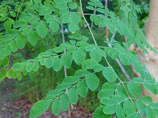 முருங்கை இலையின் ருசி :