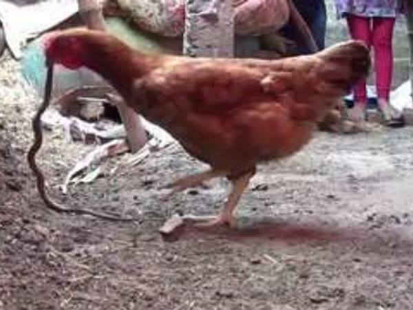 சேவல்