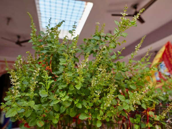 துளசி மற்றும் நெல்லிக்காய் :