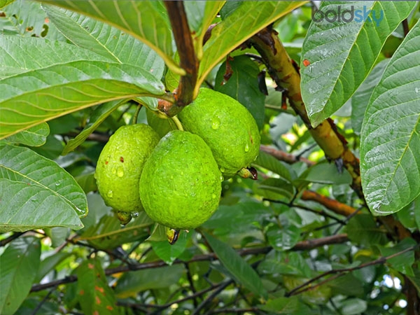 கொய்யா இலை