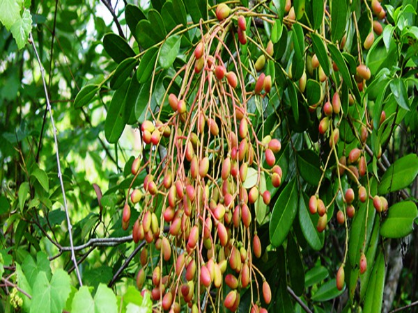 லட்சுமி தரு மரத்தின் பயன்கள்