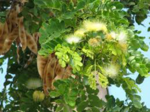 கண் பார்வைக் கோளாறு நீங்கி அற்புதமான பார்வைத் திறனை தரும் வாகை மருந்து ...