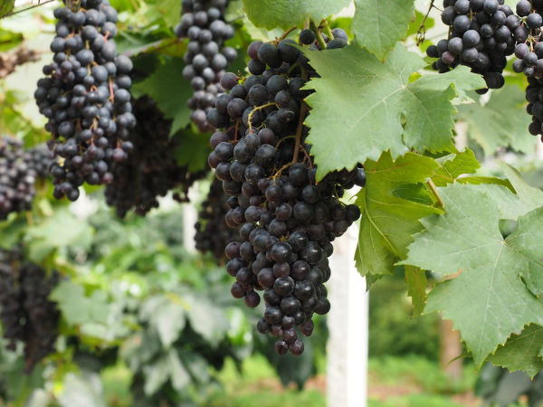 2. முல்தானிமெட்டி